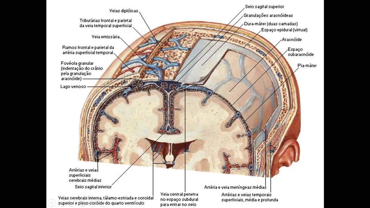 MENINGES DO SISTEMA NERVOSO CENTRAL