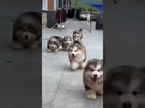 10 Most Adorable Puppies ranked #shorts #dogs #puppies