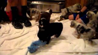 Storm x Cooper Puppies 4 weeks old-1/1