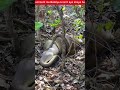 Man Vs Wild In Hindi Man Vs Wild Latest Episode In Hindi Man Vs Wild With Bear Grylls HD
