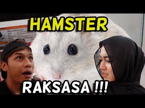 BELIKAN SEPASANG HAMSTER UNTUK FIERA ! ANIQ BELI HAMSTER RAKSASA ?!!!