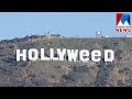 Holly Weed Manorama News