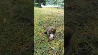 Download lagu #short, the monkey Lucas abuse to the baby monkey Bobby 😂🤗💖 mp3