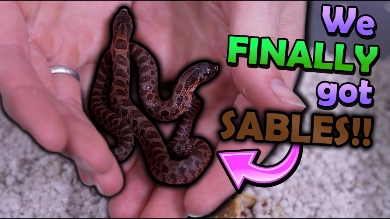 Sable Hognoses Hatching!