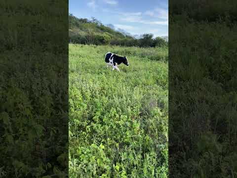 2 Garrotas Holandesas, Preço 7.500 as duas Localização: Sanharó-PE