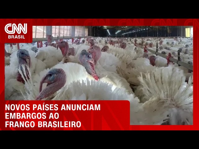Mais países anunciam embargos ao frango brasileiro; veja no Conexão Agro | CNN PRIME TIME