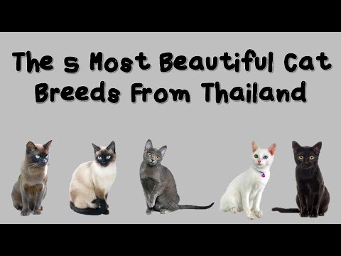 The 5 Most Beautiful Cat Breeds From Thailand #7
