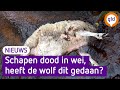 Elf schapen doodgebeten, deskundige twijfelt of het een wolf was