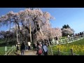 Over 1,000 Year Old Sakura Tree 