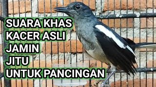 Download lagu PANCINGAN KACER BETINA PIKAT | SUARA KHAS KACER CIER CIER BAGUS UNTUK TERAPI mp3