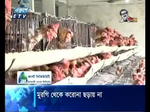 মুরগি থেকে করোনা ছড়ায় না