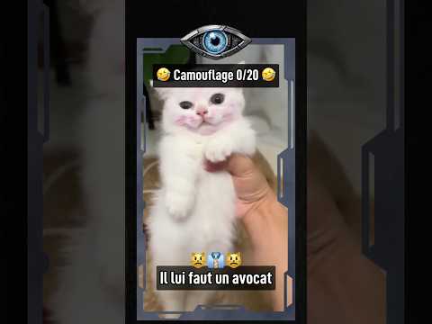 🔍 L’ENQUÊTE LA PLUS COURTE