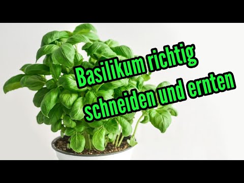 Harvest and cut basil correctly this is how you cut basil harvest