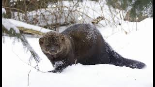 Fisher cat sound