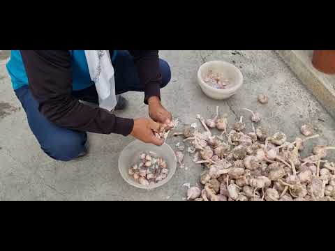 Чеснок экиш учун  уруғлик таёрлаш. Chesnok ekish uchun  urug'lik tayorlash. 2023.08.24