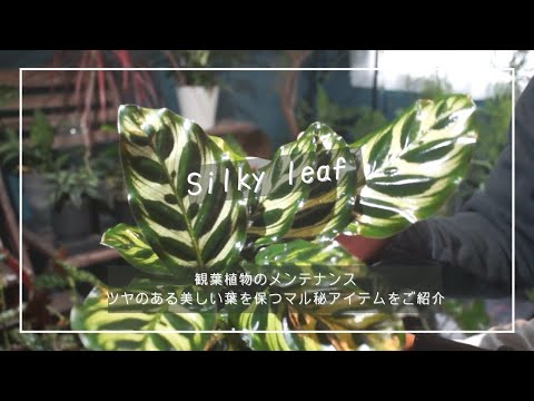 ウィッチヘーゼルを正しくカットする 植物