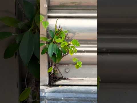 Life will find its way out.生命總會找到出路