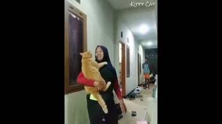 Download lagu Oyen the cat was picked up by his mother while he was hanging out #oyencat #cat #catlover mp3 Download lagu Oyen the cat was picked up by his mother while he was hanging out #oyencat #cat #catlover mp3