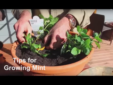 How to Grow Mint Tips