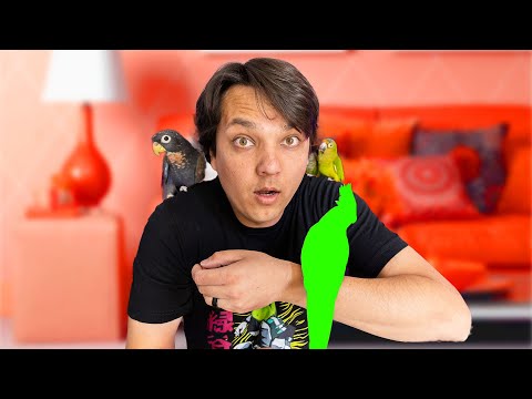 How To Introduce New Parrots To Your Flock Correctly