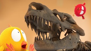 Chicky and the T-Rex | Where's Chicky? | Cartoon Collection in English for Kids | New episodes