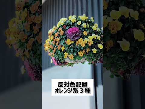 吊り下げ花の混合物が成功した完全な太陽のプランター