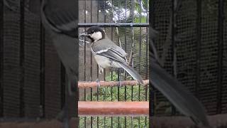 Download lagu suara burung gelatik paud mp3 Download lagu suara burung gelatik paud mp3
