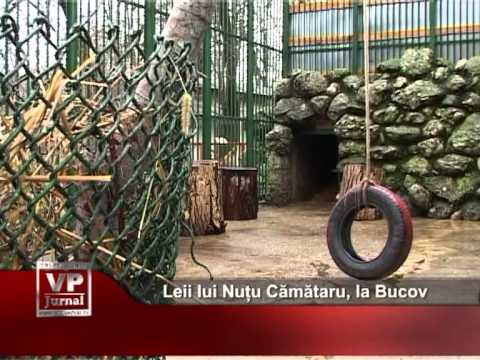 Leii lui Nuțu Cămătaru, la Bucov