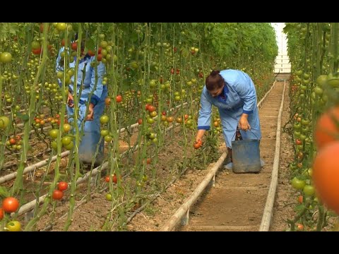 Günün tələbi-27.07.2021