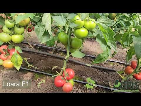 Loara F1 - Cultura de tomate roz în Matca, jud. Galați, fermier Costea Bogdan