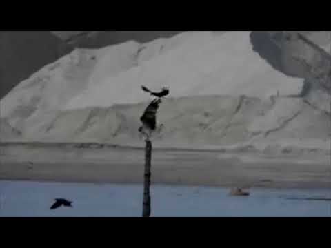 Osprey mobbed by crows by MeiLin Khoo