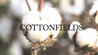 Cottonfields - Official Album Trailer By Herrick