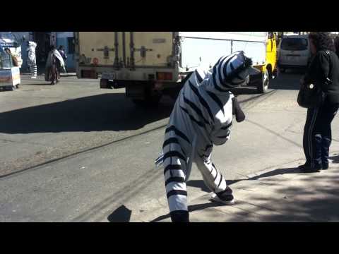La famosa cebra bailarina de La Paz Bolivia