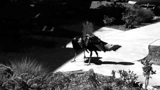 Submit to Suffering by Skeletonwitch cover