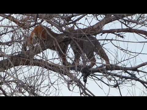 P1570586  Bobcat interaction - February 7, 2027