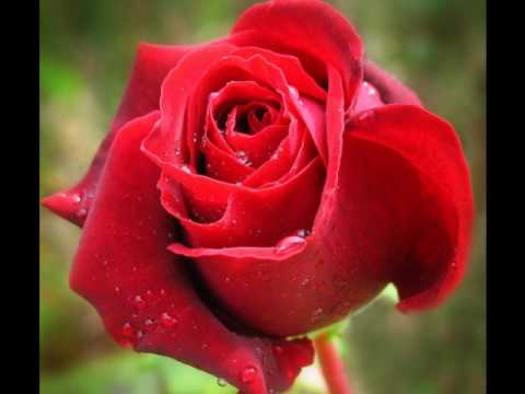 مايز البياع / بكام الورد