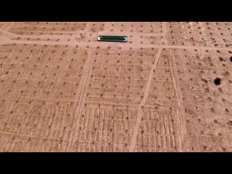 80,000 palm trees in the Iraqi desert