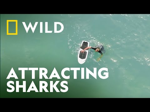 Do Foilboards Attract Sharks? | Shark Attack 360 | National Geographic WILD UK