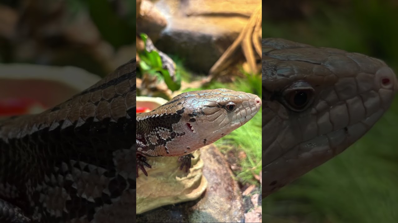 YouTube Short thumbnail