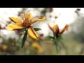 Lotti - Pur Dicesti, O Bocca Bella - Cécilia Bartoli