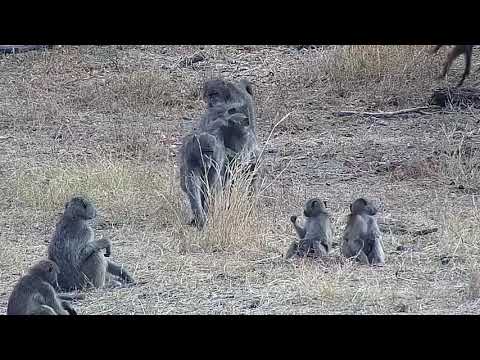 Djuma: Chacma Baboons with some wee ones - 07:42 - 09/11/21