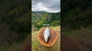 Download lagu Masak Ikan Cara Alami 🏕️💦🔥🇮🇩🏔️🪵 #cooking #campfire #asmr #masak mp3