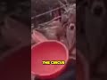 Dolphin Helps A Girl Find Her Phone