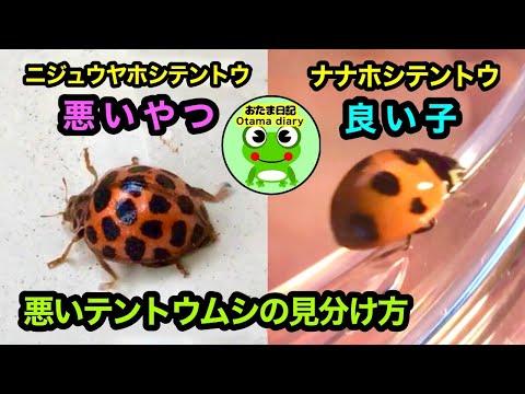 てんとう虫の種類:特徴と写真
