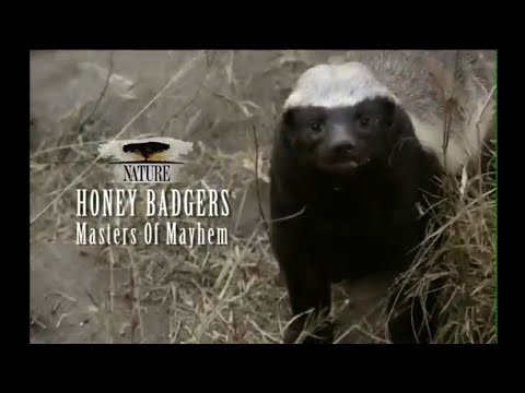 Honey Badgers - Masters of Mayhem: Movie Review (PBS)