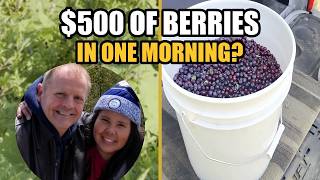 How Do You Pick $500 Worth of Huckleberries in One Morning