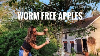 DO THIS for no more wormy organic apples / Homemade apple maggot, coddling moth trap