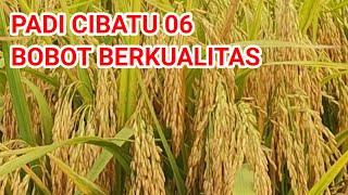 Download lagu The Advantages of Cibatu 06 Rice, Which is Resistant to Pests and Diseases mp3 Download lagu The Advantages of Cibatu 06 Rice, Which is Resistant to Pests and Diseases mp3
