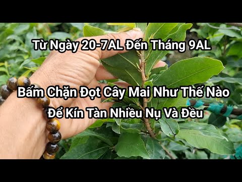 Cách Bấm Chặn Đọt Cho Cây Mai, Giúp kín Tàn Nhiều nụ Tháng 7AL.