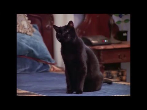 salem saberhagen hungry